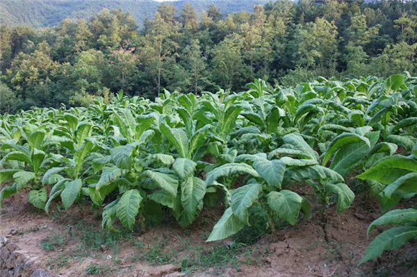 鎮(zhèn)安縣鐵廠鎮(zhèn):&ldquo;凈環(huán)境、美院落、富口袋&rdquo; 全力推進(jìn)秦嶺山水鄉(xiāng)村建設(shè)